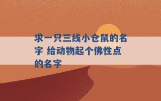 求一只三线小仓鼠的名字 给动物起个佛性点的名字 